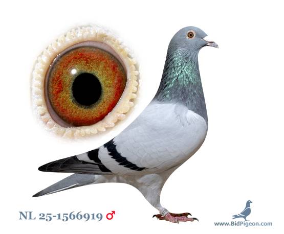 NL 25-1566919 