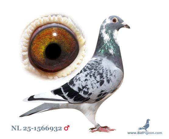 NL 25-1566932
