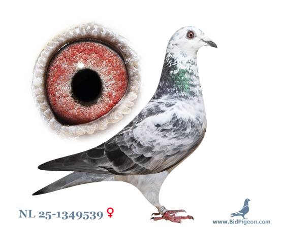NL 25-1349539