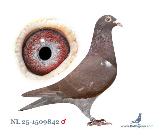 NL 25-1509842