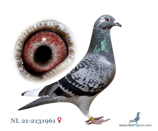 NL 21-2131961