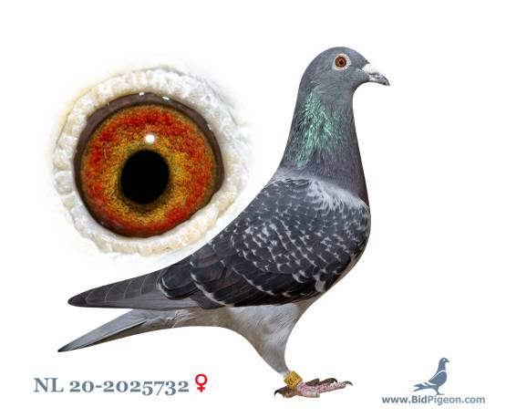 NL 20-2025732