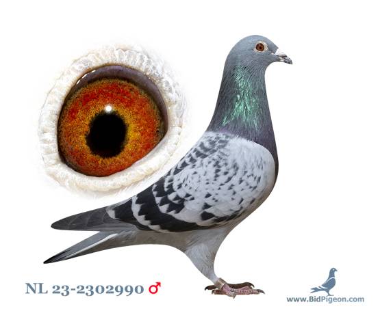 NL 23-2302990