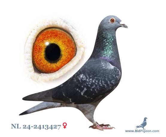 NL 24-2413427