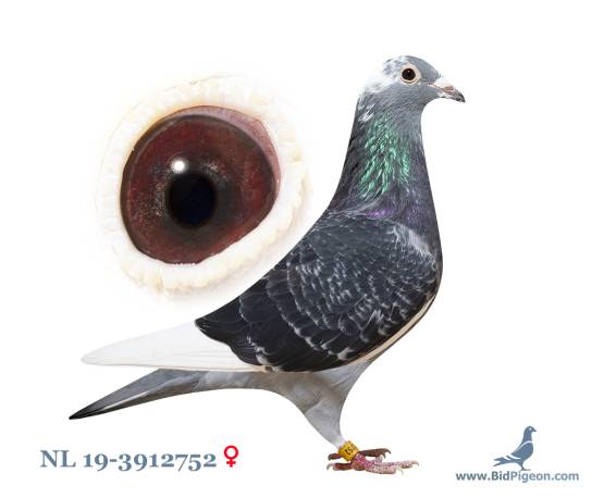 NL 19-3912752