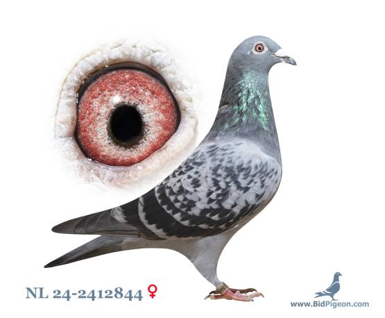 NL 24-2412844