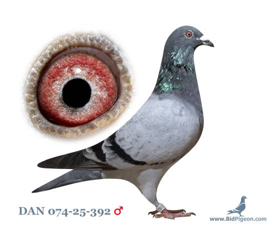 DAN 074-25-0392