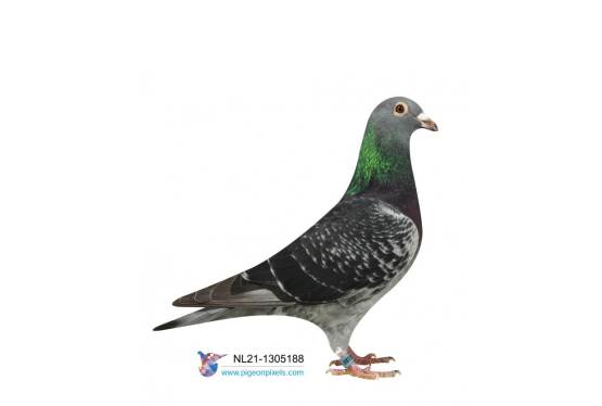 NL 21-1305188