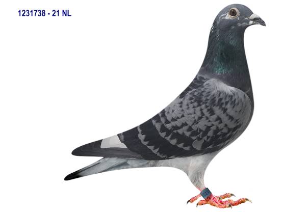 NL 21-1231738