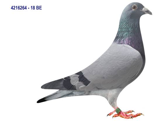BE 18-4216264