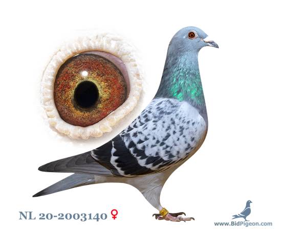 NL 20-2003140