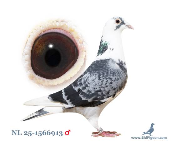 NL 25-1566913