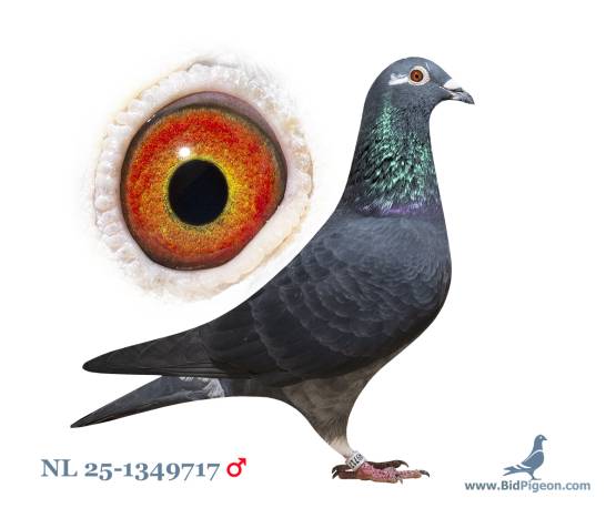 NL 25-1349717
