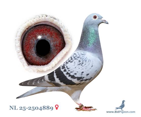 NL 25-2504889