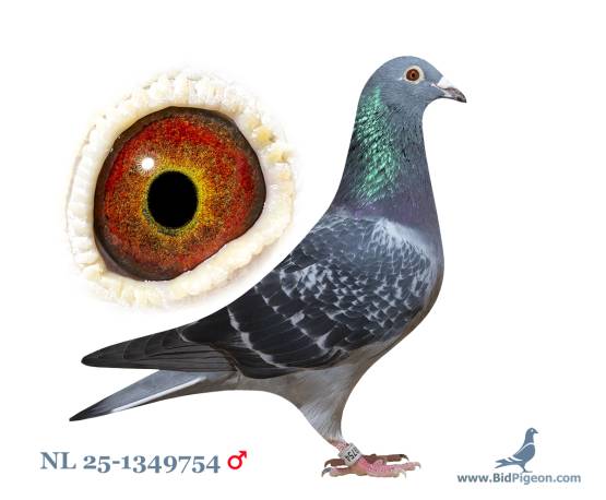 NL 25-1349754