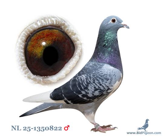 NL 25-1350822