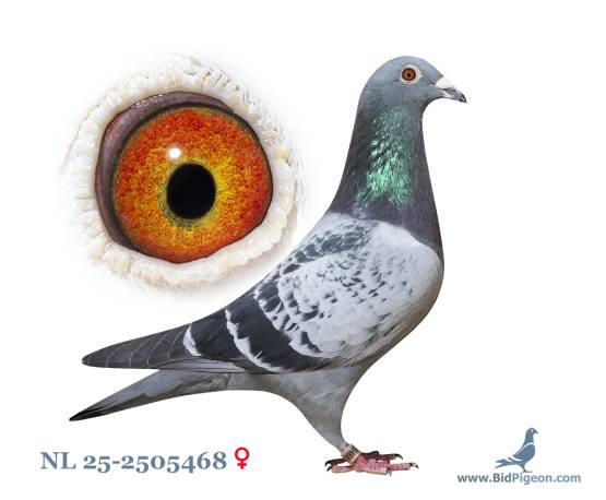 NL 25-2505468