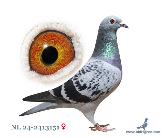 NL 24-2413151
