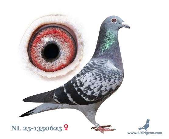 NL 25-1350625
