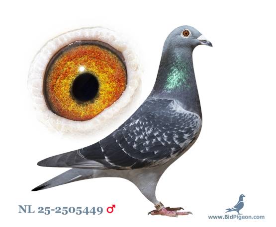NL 25-2505449