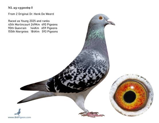 NL 25-1350169