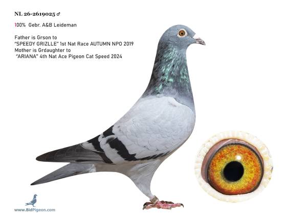 NL 26-2619025