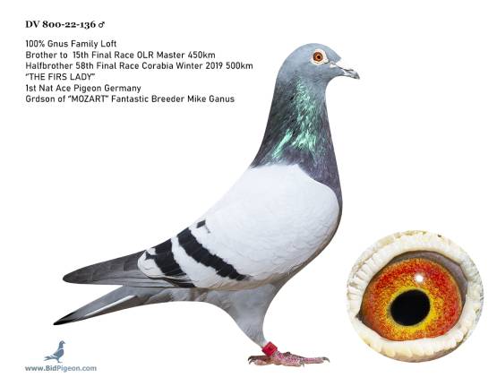 DV 800-22136