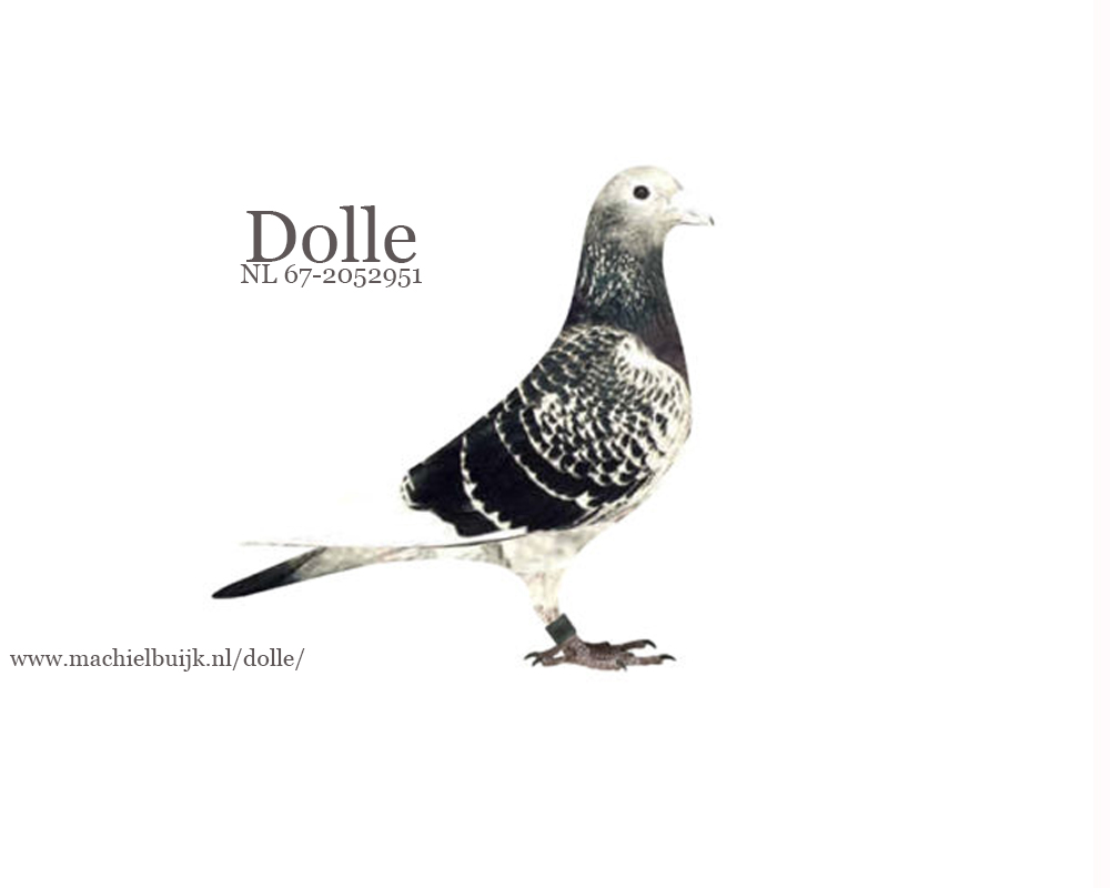 Marijn van Geel and the pigeon "DOLLE"