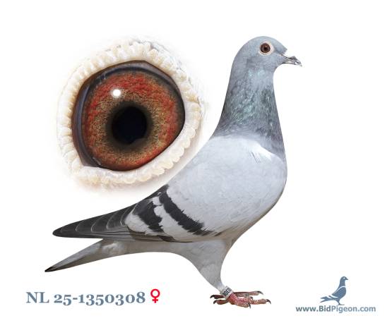 NL 25-1350308