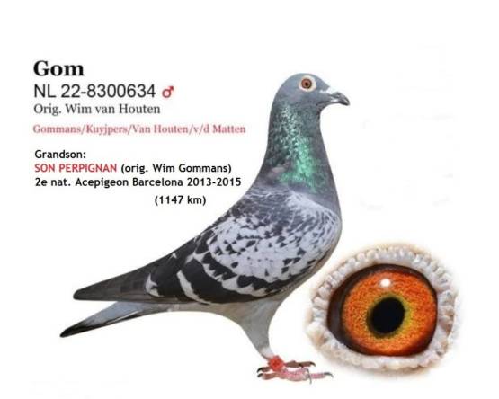 NL 22-8300634 M