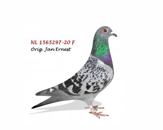 NL 20-1565297 F